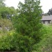 Red Cedar
